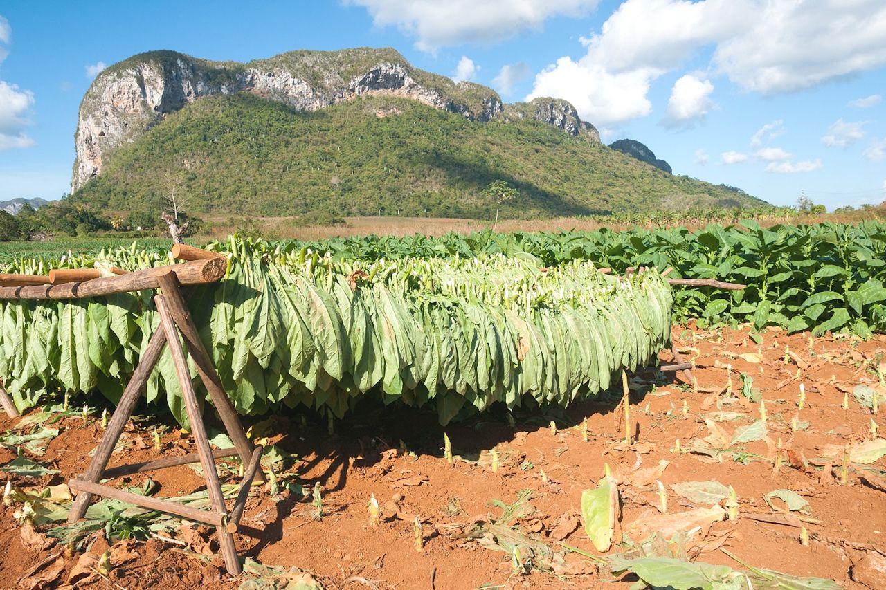 Сушка листьев табака в Виньялесе Сушка листьев табака в Виньялесе
